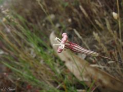 Silene portensis