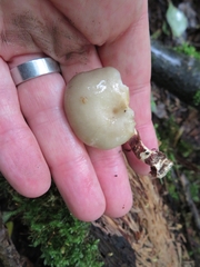 Albatrellus subrubescens