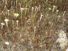 Silene portensis