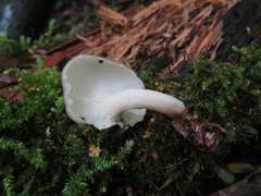 Albatrellus subrubescens