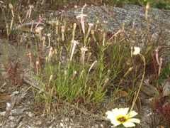 Silene portensis
