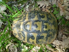 Testudo hermanni boettgeri