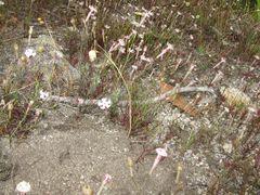 Silene portensis