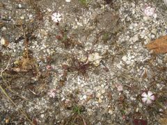 Silene portensis