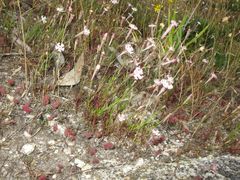 Silene portensis