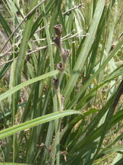 Hypoxis rigidula rigidula