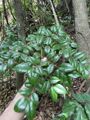 Eugenia biflora