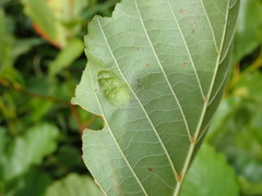 Taphrina sadebeckii