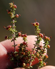 Erica exleeana