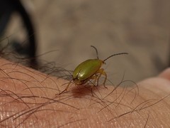 Cteniopus sulphureus