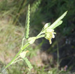 Sida alba