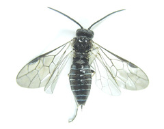 Empria longicornis