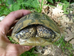Testudo hermanni boettgeri