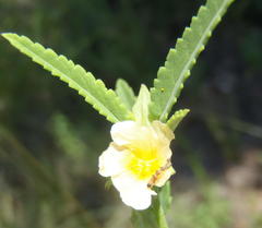 Sida alba