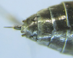 Empria longicornis