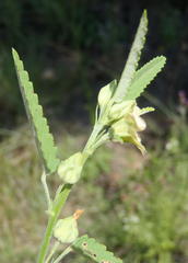 Sida alba