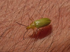 Cteniopus sulphureus