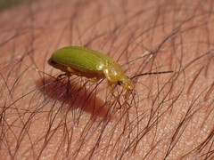 Cteniopus sulphureus