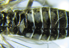Empria longicornis