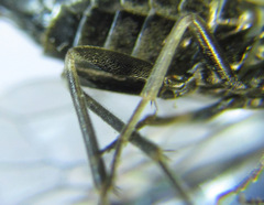 Empria longicornis