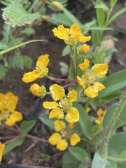 Aspicarpa hirtella