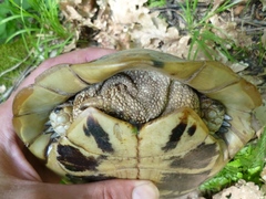 Testudo hermanni boettgeri