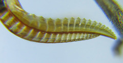 Empria longicornis