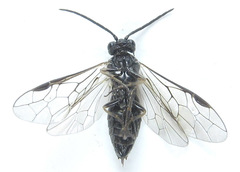 Empria longicornis