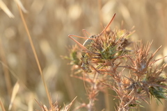 Ephippiger discoidalis