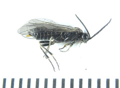 Empria longicornis