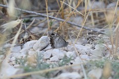 Hipparchia statilinus