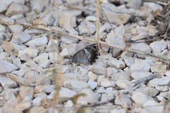 Hipparchia statilinus