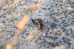 Hipparchia statilinus