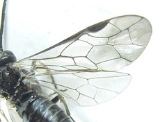 Empria longicornis