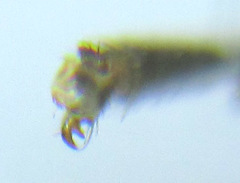 Empria longicornis