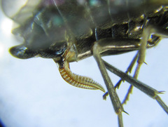 Empria longicornis