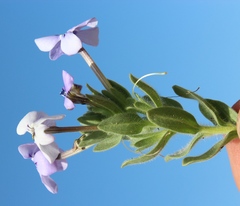 Jamesbrittenia fruticosa