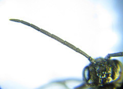 Empria longicornis