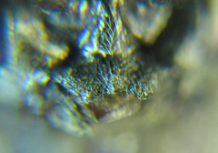 Empria longicornis