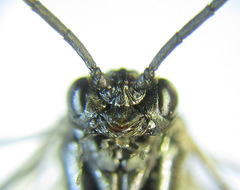 Empria longicornis