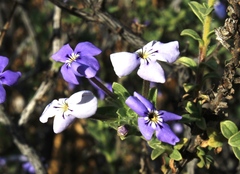 Jamesbrittenia fruticosa