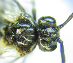 Empria longicornis