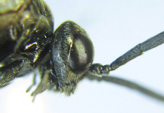 Empria longicornis