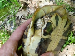 Testudo hermanni boettgeri