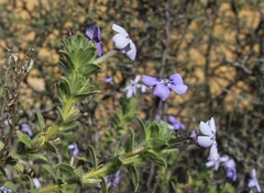 Jamesbrittenia fruticosa