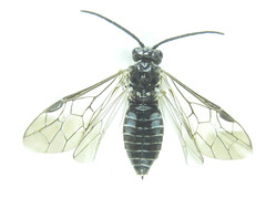 Empria longicornis