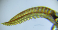 Empria longicornis