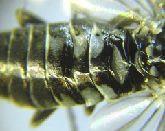 Empria longicornis