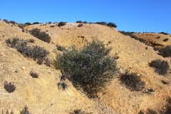 Jamesbrittenia fruticosa