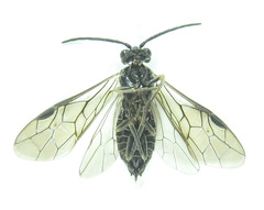 Empria longicornis